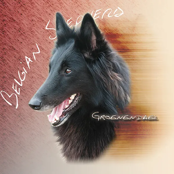 Dessin de chien groenendael, motif 015-05 pour plaque attention au chien