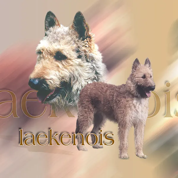 Dessin de laekenois, motif 015-06 pour plaque attention au chien