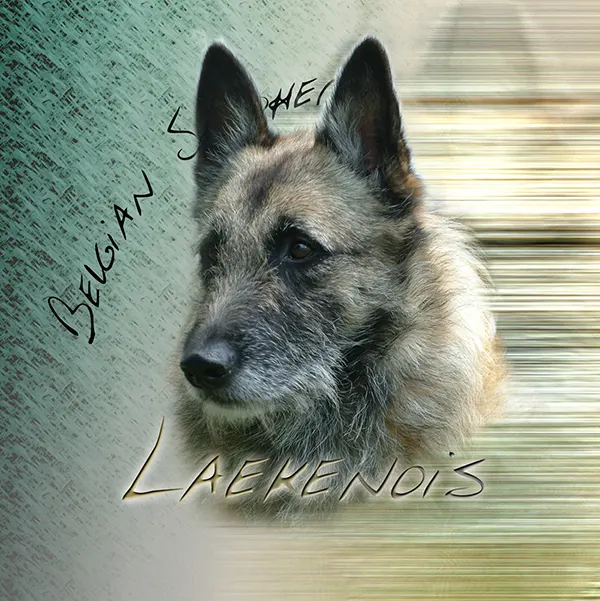 Dessin de berger belge laekenois, motif 015-07 pour plaque attention au chien
