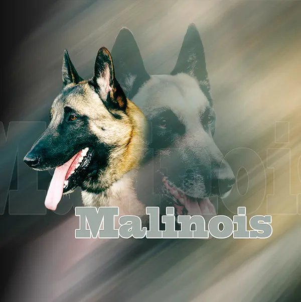 Dessin de malinois de beauté, motif 015-08 pour plaque attention au chien