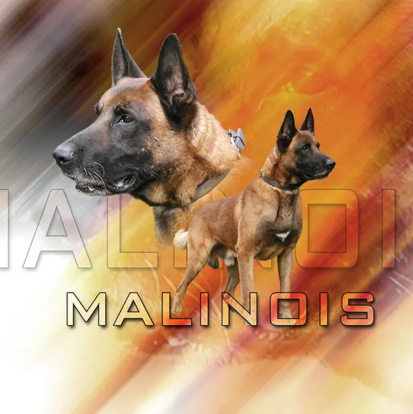 Dessin de malinois militaire, motif 015-09 pour plaque attention au chien