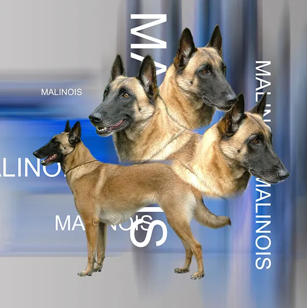 Dessin de berger belge Malinois, motif 015-10 pour plaque attention au chien