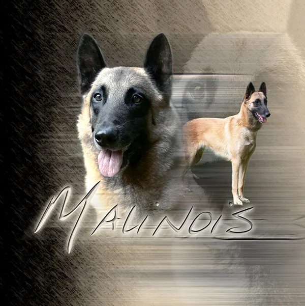 Dessin de malinois noir, motif 015-11 pour plaque attention au chien