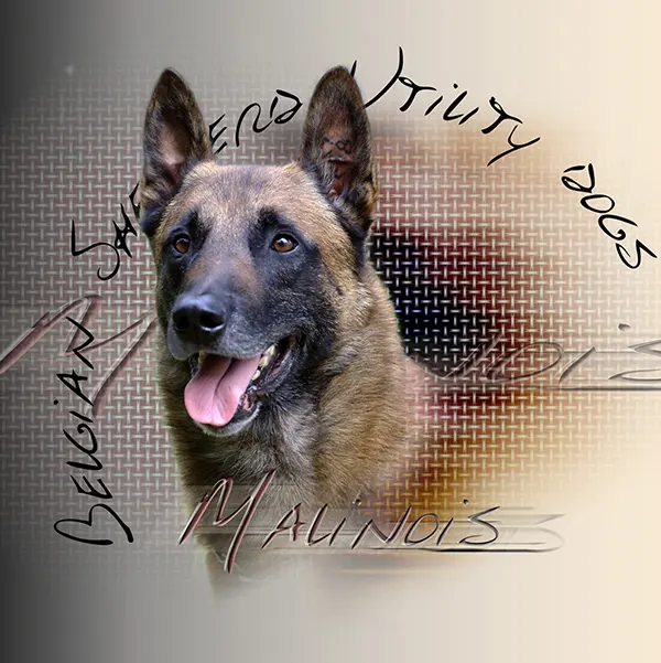 Dessin de malinois de ring, motif 015-12 pour plaque attention au chien