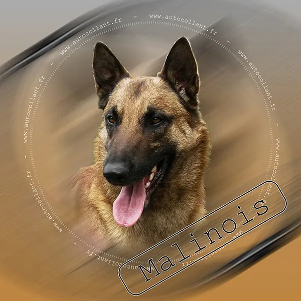 Dessin de malinois champion, motif 015-14 pour plaque attention au chien