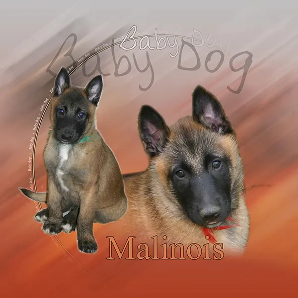 Dessin de chiots malinois, motif 015-15 pour plaque attention au chien