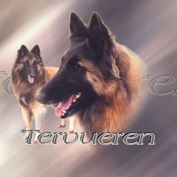 Dessin de tervueren, motif 015-23 pour plaque attention au chien