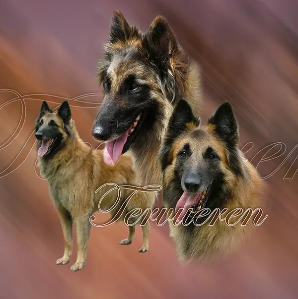 Dessin de tervueren fauve, motif 015-24 pour plaque attention au chien