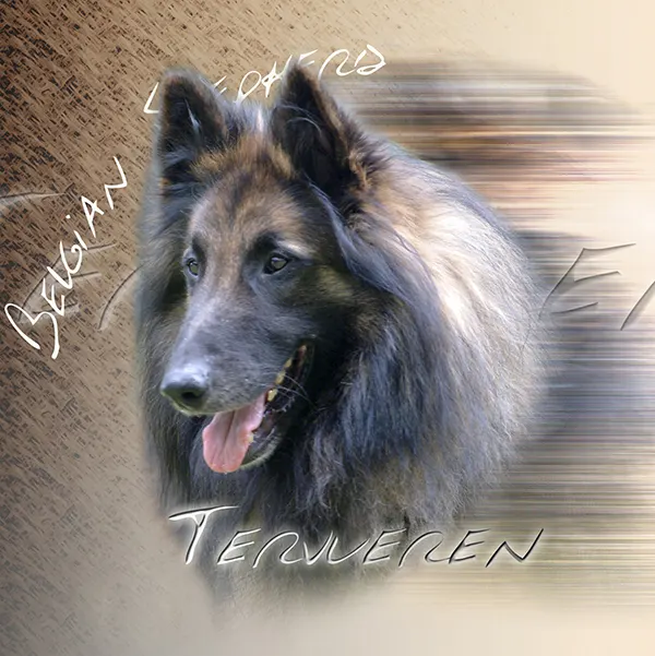 Dessin de tervueren noir, motif 015-25 pour plaque attention au chien