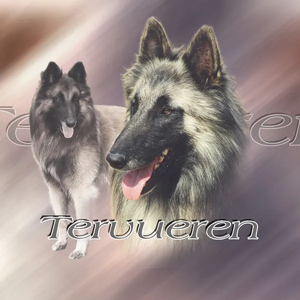 Dessin de tervueren sable, motif 015-26 pour plaque attention au chien