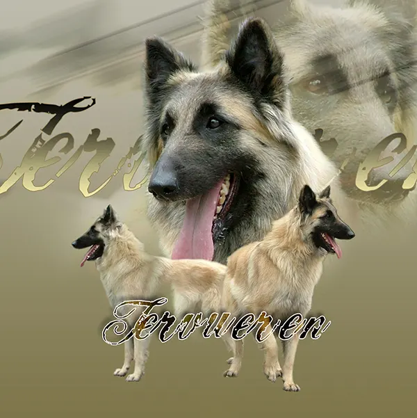Dessin de berger belge tervueren, motif 015-27 pour plaque attention au chien