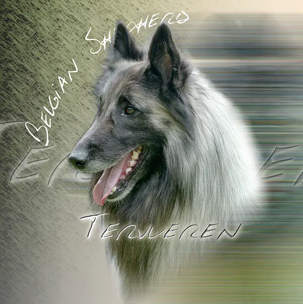 Dessin de tervueren eleveur, motif 015-28 pour plaque attention au chien