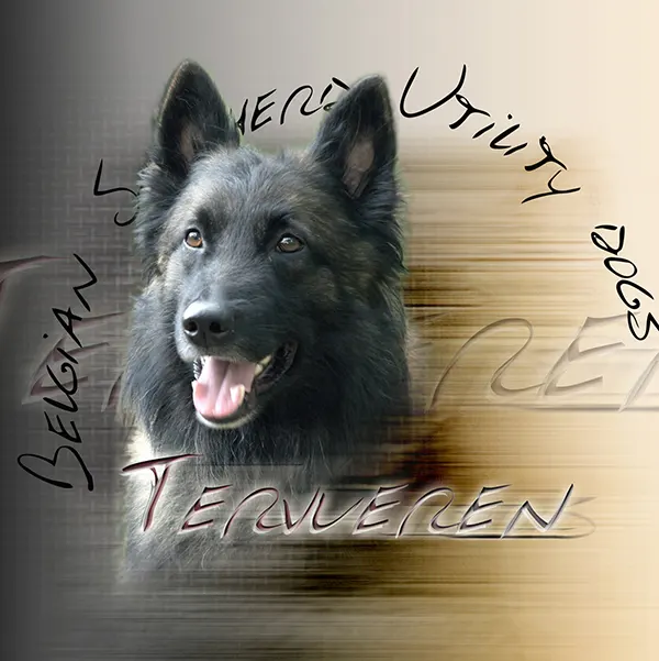 Dessin de tervueren de travail, motif 015-29 pour plaque attention au chien