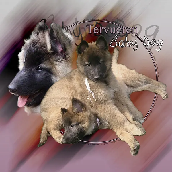 Dessin de chiot tervueren, motif 015-30 pour plaque attention au chien