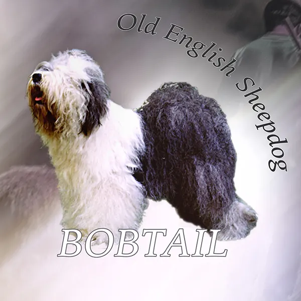 Dessin de bobtail, motif 016-01 pour plaque attention au chien