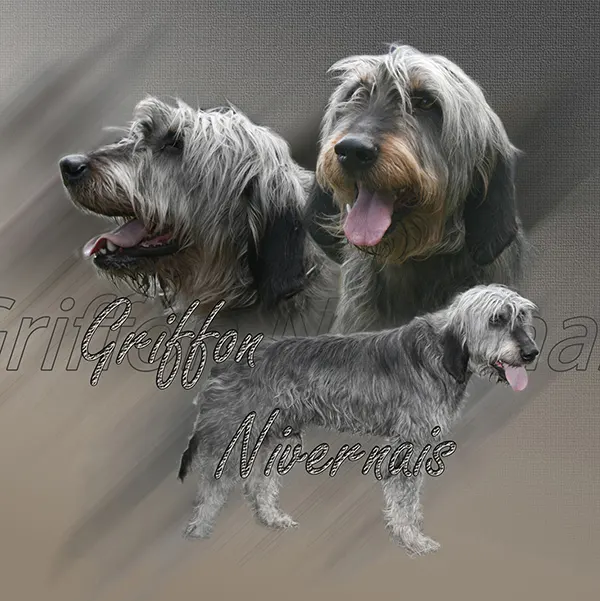 Dessin de chien griffon, motif 017-01 pour plaque attention au chien