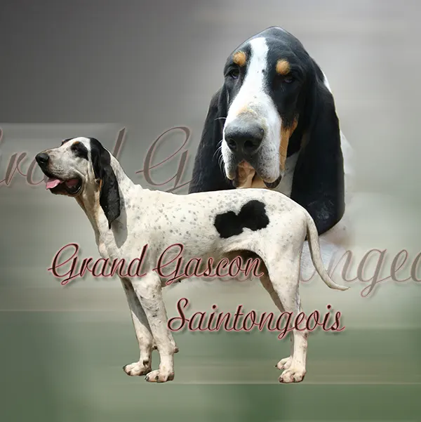 Dessin de gascon saintongeois, motif 021-01 pour plaque attention au chien