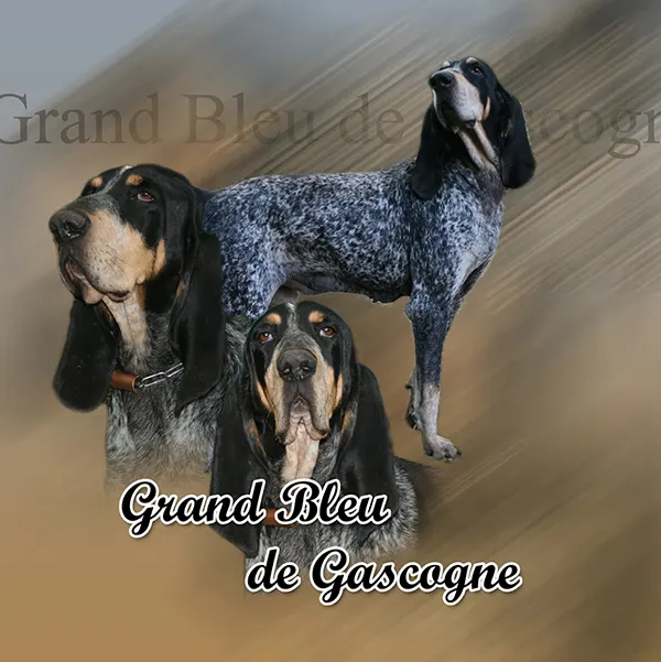 Dessin de bleu de gascogne, motif 022-01 pour plaque attention au chien