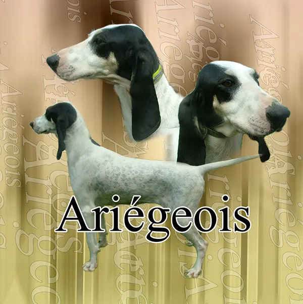 Dessin de chien ariégeois, motif 020-01 pour plaque attention au chien