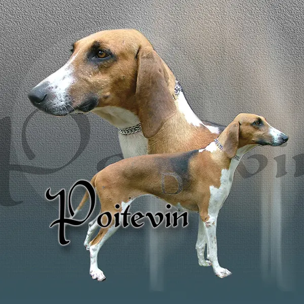 Dessin de chien poitevins, motif 024-01 pour plaque attention au chien