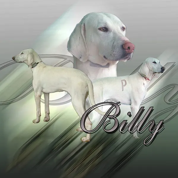 Dessin de chien billy, motif 025-01 pour plaque attention au chien