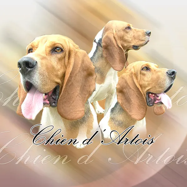 Dessin de chien d'artois, motif 028-01 pour plaque attention au chien