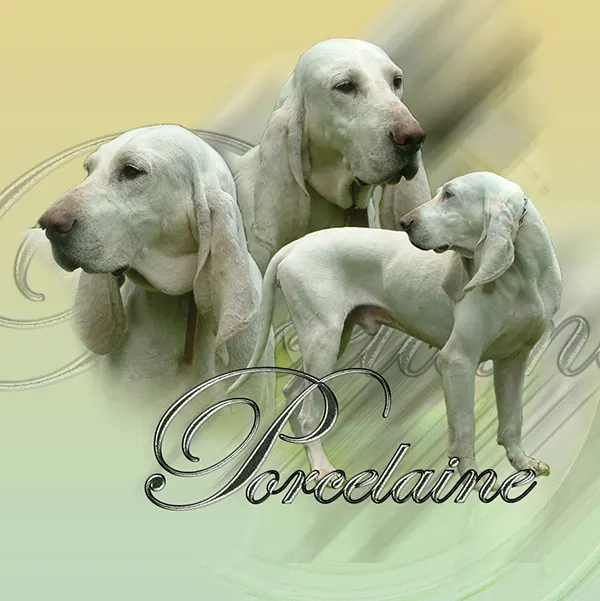 Dessin de chien porcelaine, motif 030-01 pour plaque attention au chien