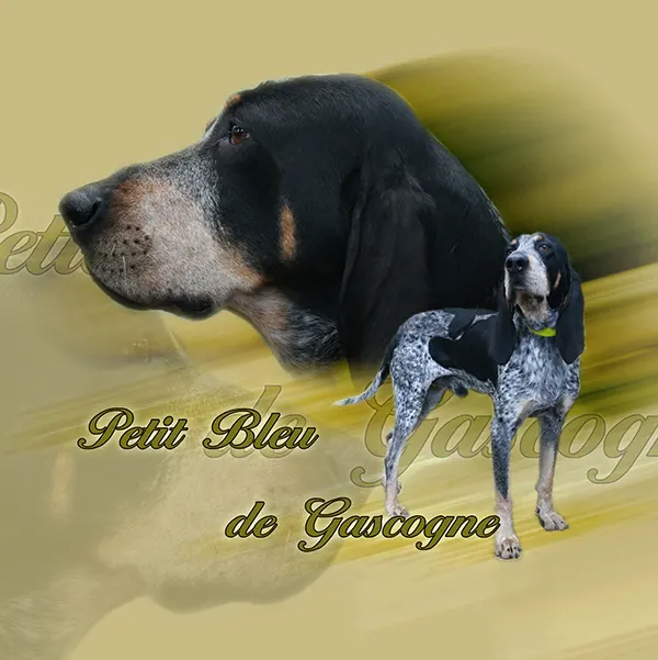 Dessin de chien petit bleu de gascogne, motif 031-01 pour plaque attention au chien