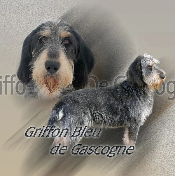 Dessin de chien griffon de gascogne, motif 032-01 pour plaque attention au chien