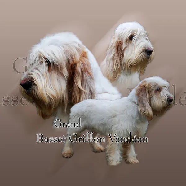 Dessin de chien grand basset, motif 033-01 pour plaque attention au chien