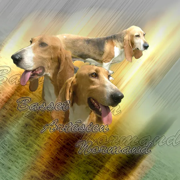 Dessin de basset artésien, motif 034-01 pour plaque attention au chien