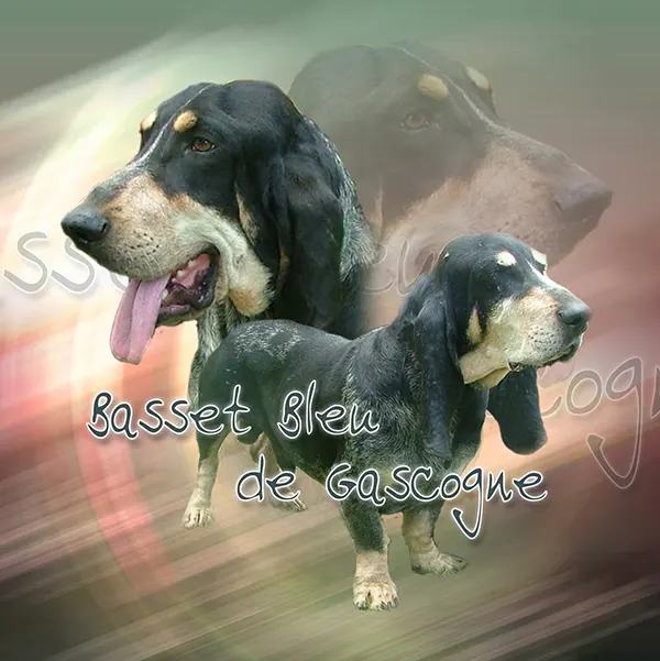 Dessin de basset de gascogne, motif 035-01 pour plaque attention au chien
