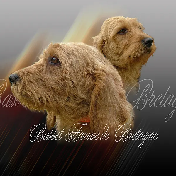 Dessin de fauve de bretagne, motif 036-01 pour plaque attention au chien