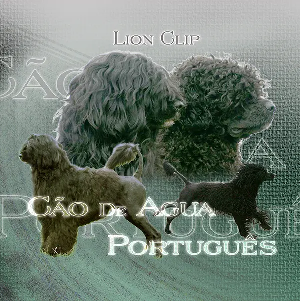Dessin de chien d'eau portugais, motif 037-01 pour plaque attention au chien