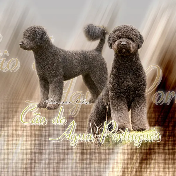 Dessin de cao de agua, motif 037-02 pour plaque attention au chien