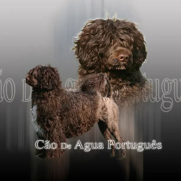 Dessin de chien cao de agua, motif 037-03 pour plaque attention au chien