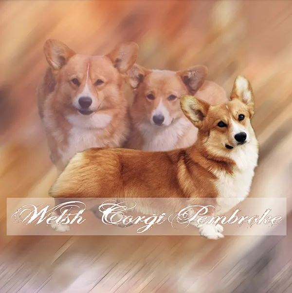 Dessin de corgi pembroke, motif 039-01 pour plaque attention au chien