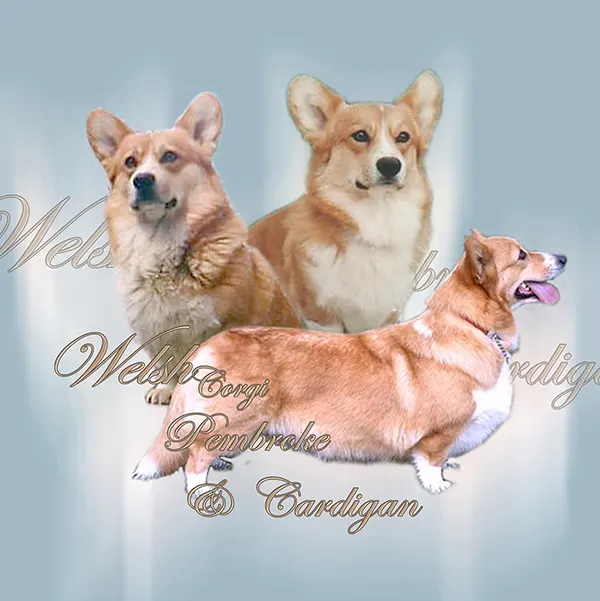 Dessin de welsh corgi, motif 039-02 pour plaque attention au chien