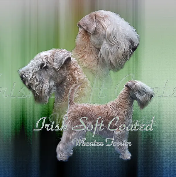 Dessin de irish-soft-coated, motif 040-01 pour plaque attention au chien
