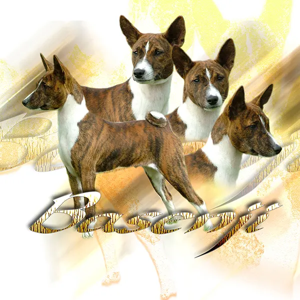 Dessin de chien basenji, motif 043-01 pour plaque attention au chien