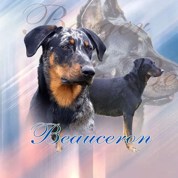 Dessin de beauceron arlequin, motif 044-02 pour plaque attention au chien