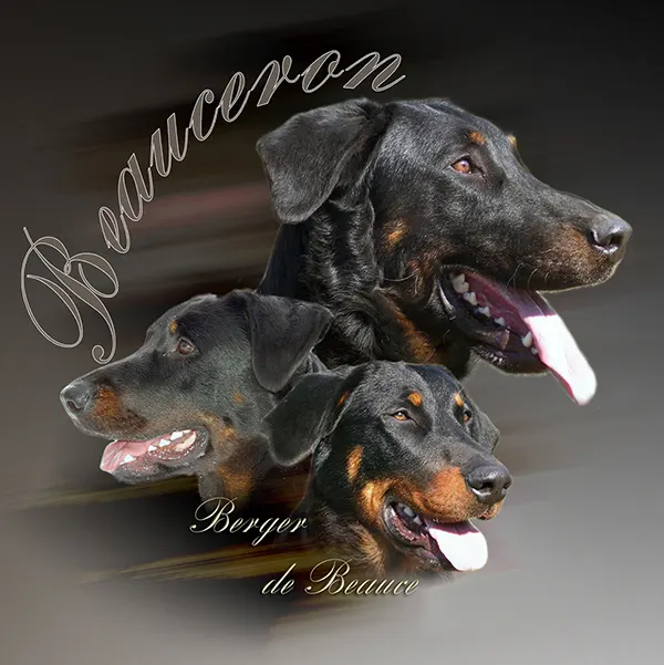 Dessin de beauceron, motif 044-03 pour plaque attention au chien