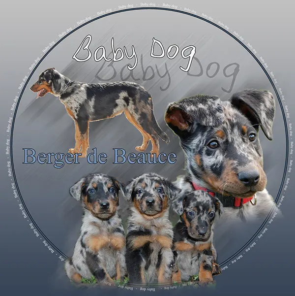 Dessin de chiot beauceron, motif 044-04 pour plaque attention au chien
