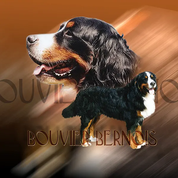 Dessin de bouvier suisse, motif 045-02 pour plaque attention au chien