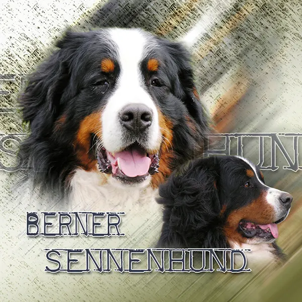 Dessin de bouvier bernois, motif 045-03 pour plaque attention au chien