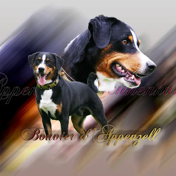 Dessin de bouvier appenzell, motif 046-02 pour plaque attention au chien