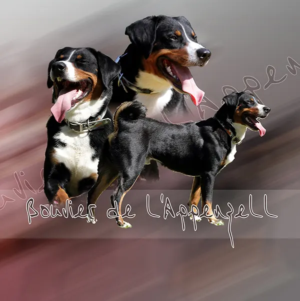 Dessin de Bouvier de l'appenzell, motif 046-03 pour plaque attention au chien