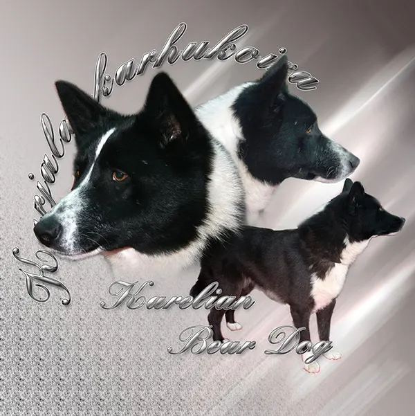 Dessin de chien ours de carélie, motif 047-01 pour plaque attention au chien