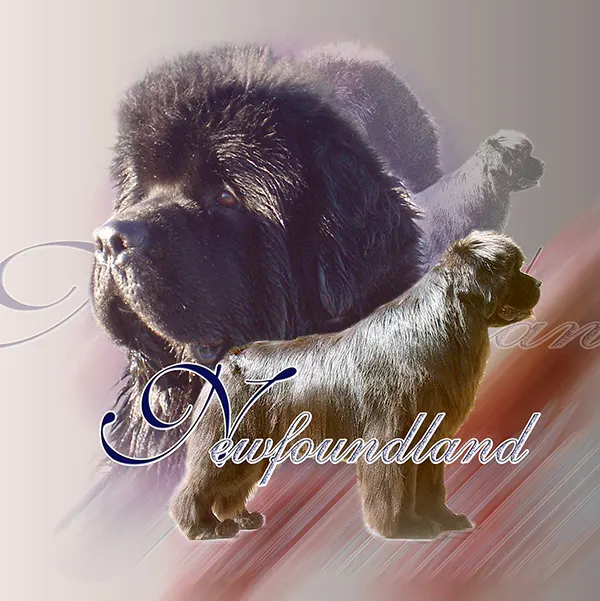 Dessin de newfoundland, motif 050-03 pour plaque attention au chien
