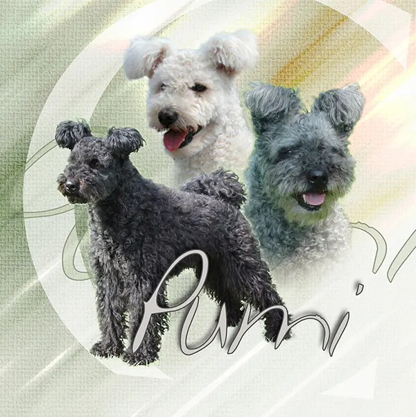 Dessin de pumi, motif 056-01 pour plaque attention au chien